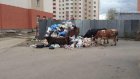 В Терновке коровы пасутся у мусорных баков