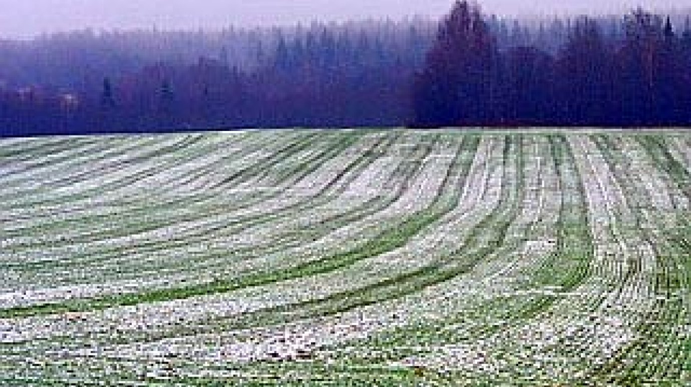 Похолодание уничтожило посевы в 24 районах Пензенской области