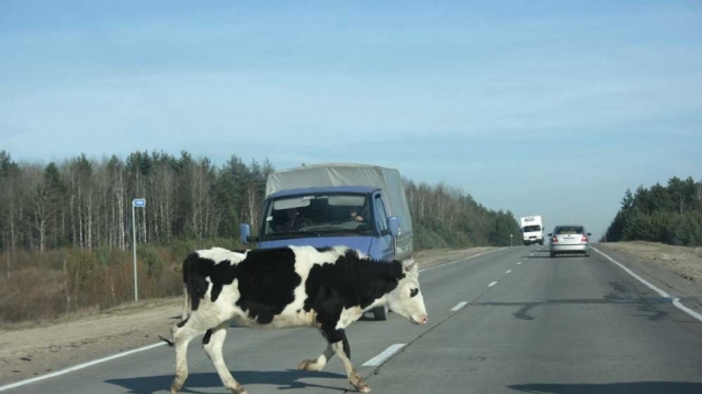 В Каменском районе водитель «двенадцатой» сбил корову