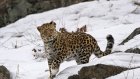 Россиянам предложили дать кличку леопарду в белых «носочках»