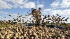 В Пензенской области выкопано более 550 тыс. тонн картофеля