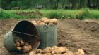 У жительницы Пензенского района из погреба украли три ведра картошки
