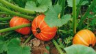 Василий Бочкарев предложил выращивать тыкву и морковь