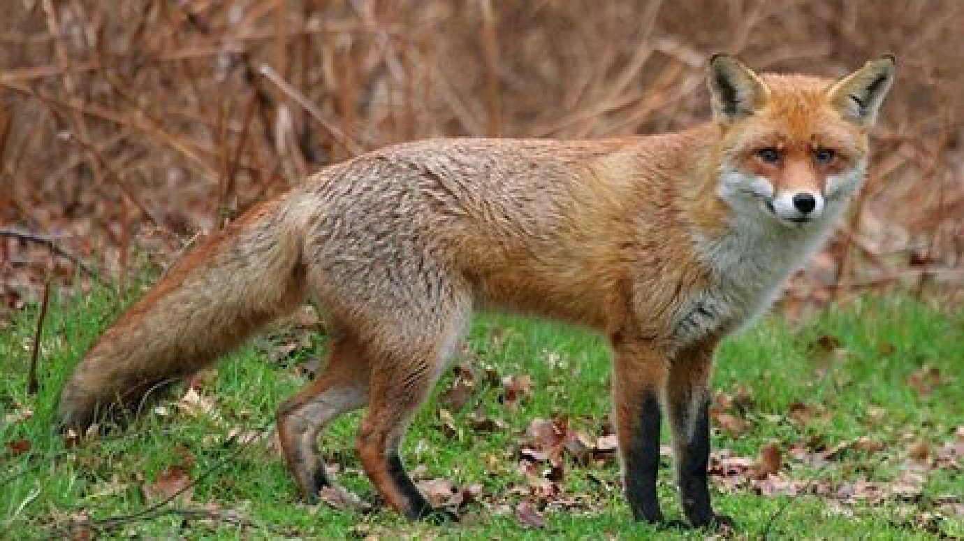 В Заречном обнаружен труп бешеной лисицы
