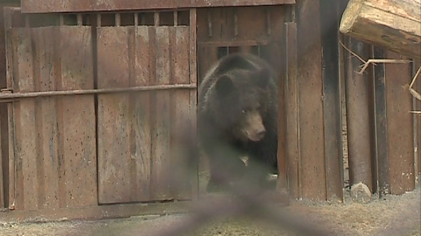 В Пензенском зоопарке медведи активно готовятся к зиме