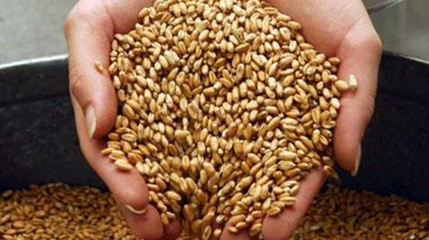 Житель Неверкинского района подозревается в краже тонны зерна