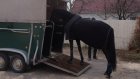 Житель Пензенской области задержан под Саратовом c табуном лошадей