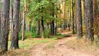 Пензенские арендаторы лесов задолжали в бюджет более 3,5 млн