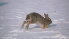 За выходные браконьеры убили косулю и четырех зайцев