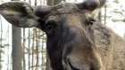 В Пензенской области браконьеры убили лося и двух оленей