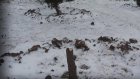 Жительница Казахстана на спор спилила городскую елку