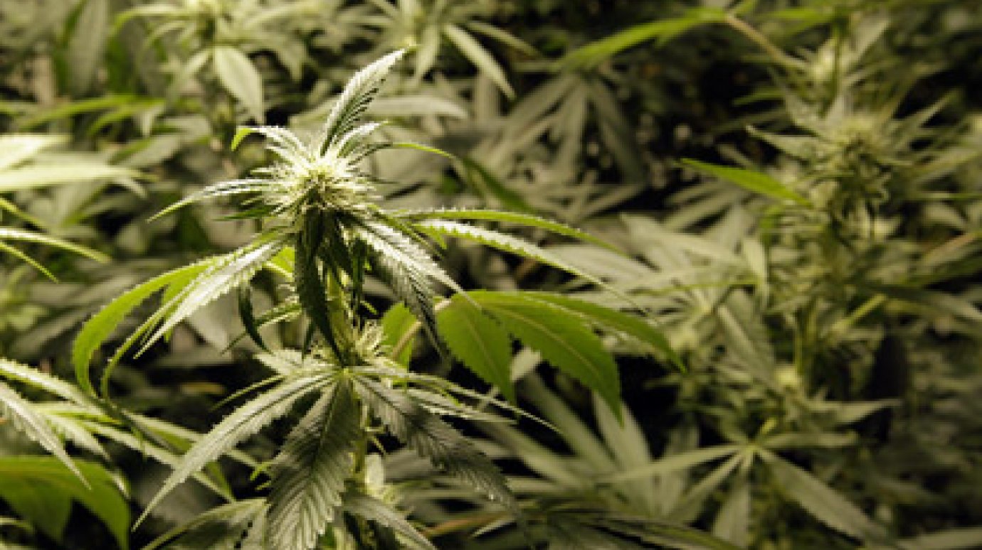 Жители Аляски собрали подписи за легализацию марихуаны