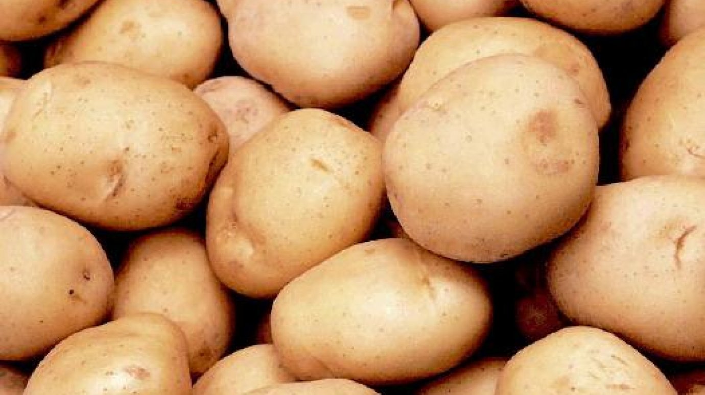 В хозяйствах области планируется вырастить вдвое больше картофеля