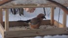 Жителей области просят покормить зимующих птиц в холода