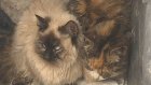 Неравнодушные пензенцы спасли от верной гибели 15 котят