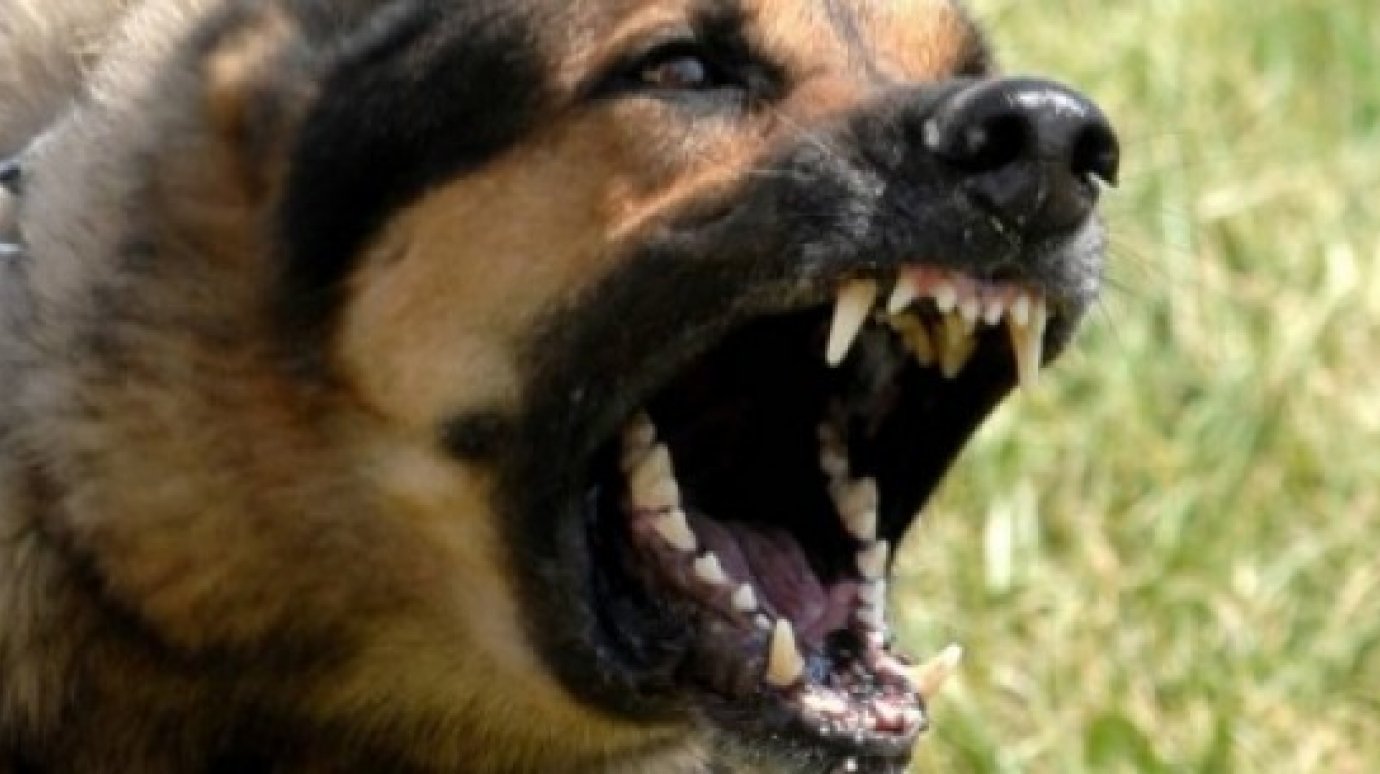 Домашние собаки нападают на людей чаще бродячих