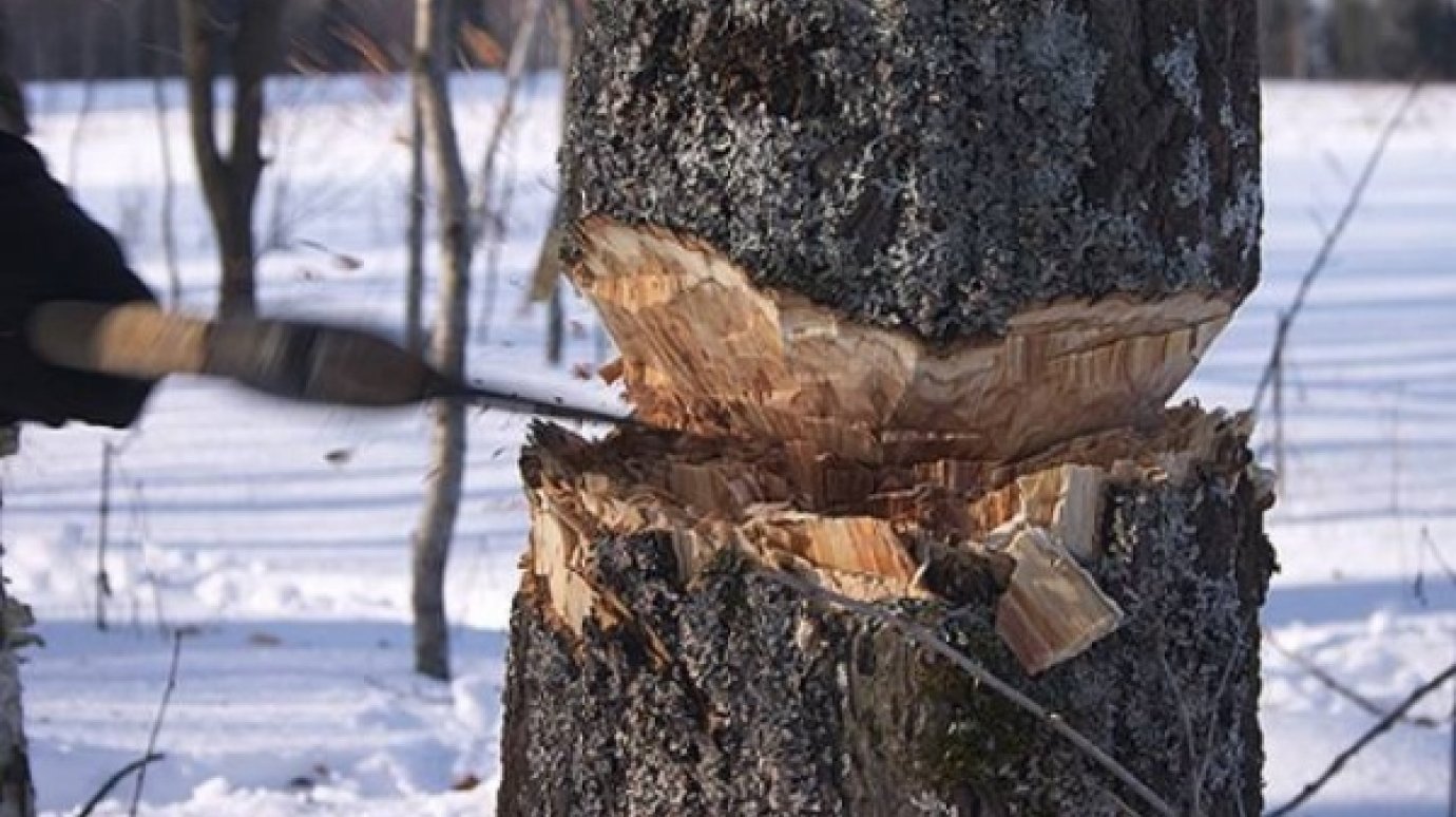В Земетчинском районе задержаны тамбовчане за незаконную рубку леса