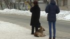 Брошенная собака ждет хозяина на остановке на улице Рахманинова