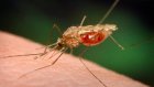 Два жителя Пензенской области переболели малярией