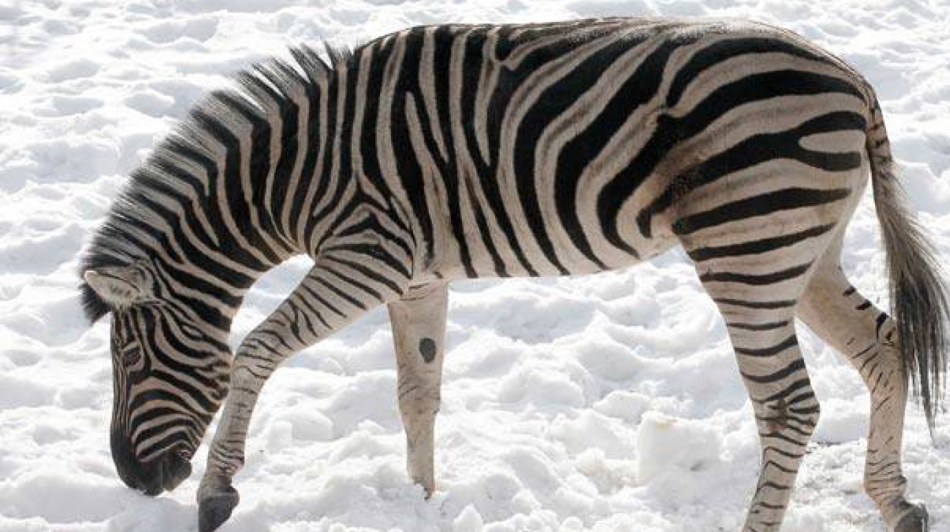 Зебра на снегу