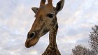 Жираф из датского зоопарка избежал усыпления