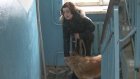 Жительница дома на улице Мира жалуется на соседку-собачницу