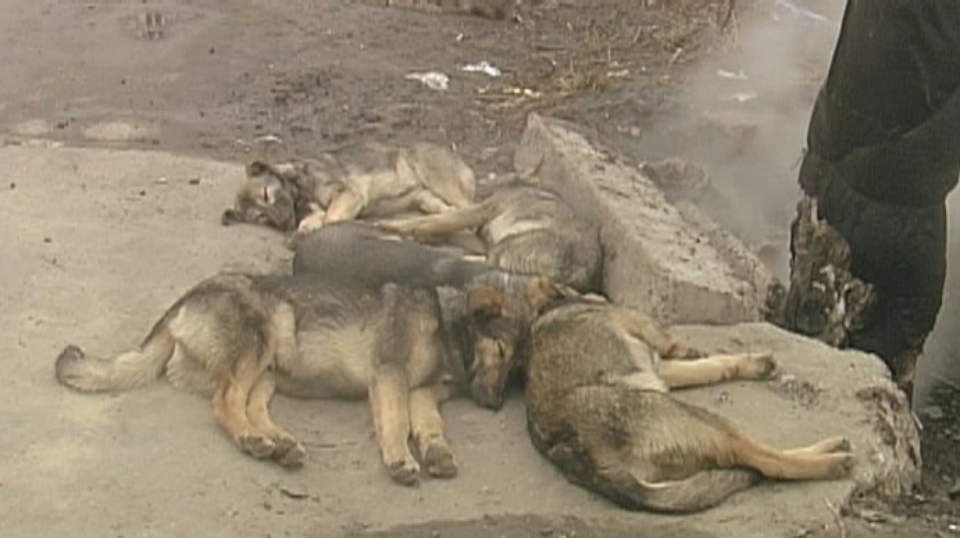 Свора бездомных собак держит в страхе пензенцев с улицы Литвинова
