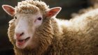 27 февраля вспомним овечку Долли