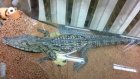 В Петербурге на помойке нашли крокодила