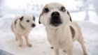 В Нальчике украли собак на 100 тысяч рублей