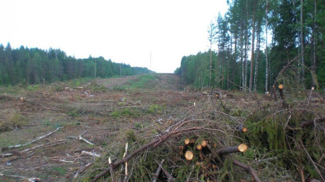 В суд направлено дело о незаконной вырубке дубов в вадинском лесу