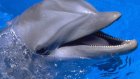 ВМФ России вооружится боевыми дельфинами