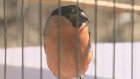 Пензенский зоопарк отметил международный День птиц