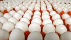 На Белинской птицефабрике приставы арестовали 18 000 куриных яиц