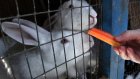 Приставы отнимут у жительницы Магадана кроликов в счет долга