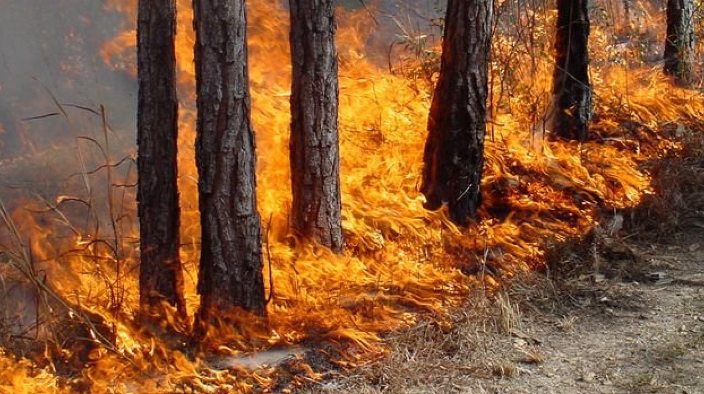 В Пензенской области начался пожароопасный сезон