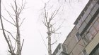 Сухие деревья на Одесской представляют опасность для местных жителей