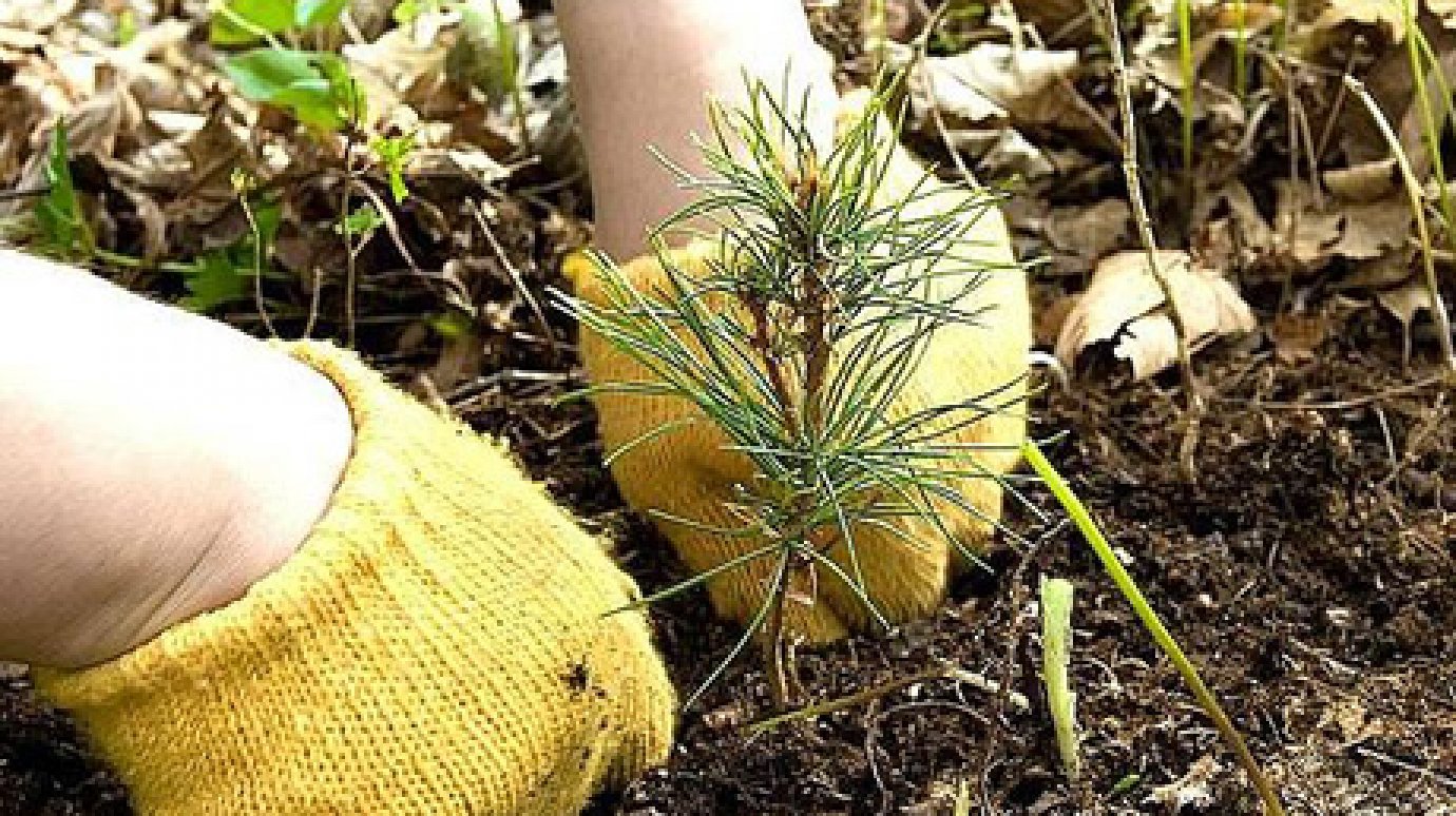 Минлесхоз предлагает пензенцам выбрать дерево для Аллеи России
