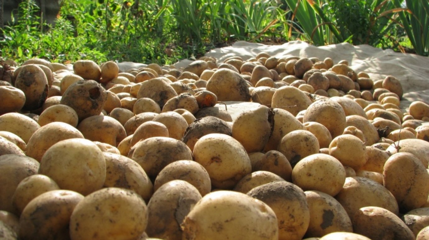 В Белинском районе пройдет мастер-класс по картофелеводству