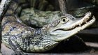 В Мурманске на циркового крокодила упала 120-килограммовый бухгалтер