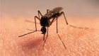 В Пензе зарегистрировано два случая малярии