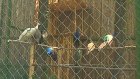 В Пензенском зоопарке павлинов поселили в новый вольер