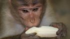 В зоопарке по пятницам устраивают показательное кормление обезьян