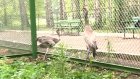 В Пензенском зоопарке журавлю установили протез из лыжной палки