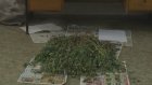 Полиция изъяла более 20 кустов мака с участка жителя Пачелмского района