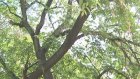 Старое дерево на ул. Дзержинского угрожает жизни пензенцев