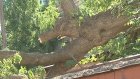 Коммунальщики не вывозят рухнувшее на улице Куйбышева дерево