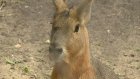 Пензенский зоопарк приглашает посмотреть на патагонских зайцев