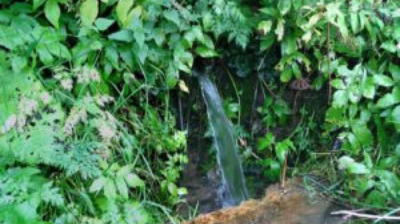 Вода в пяти родниках Бессоновского района опасна для здоровья