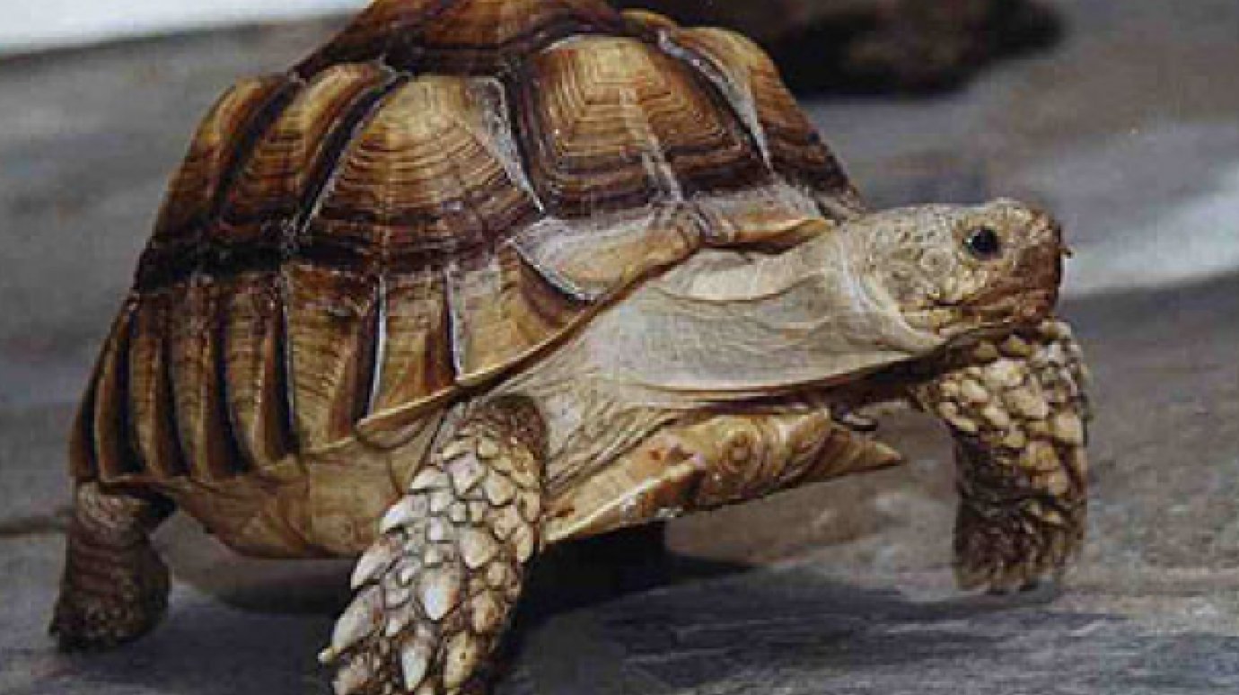 В Пензенском зоопарке пройдет выставка черепах